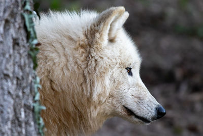 Side view of horse looking away