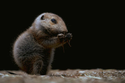 Close-up of a rabbit over black background