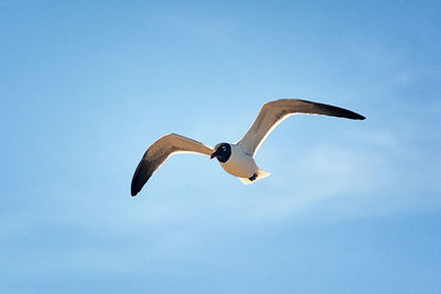 Low angle view of seagull flying