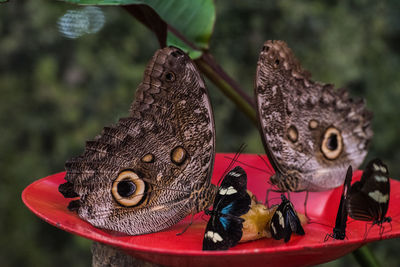 Close-up of butterfly