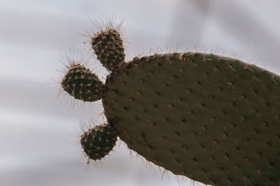 Close-up of prickly pear cactus