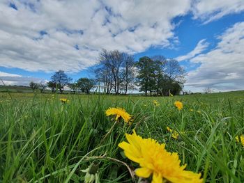 Scenic view of grassy field against cloudy sky