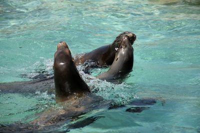 Sea lion in water
