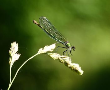 Close-up of damselfly on plant