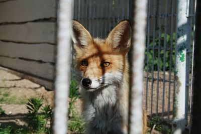 Portrait of fox in cage