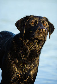 Black labrador standing in river on sunny day