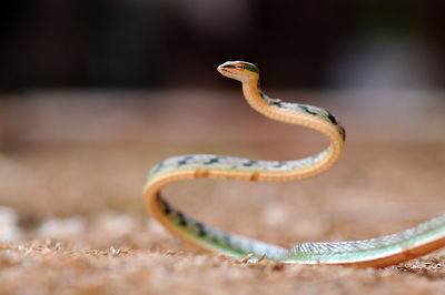 Close-up of snake on field