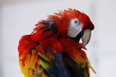 Close-up of parrot