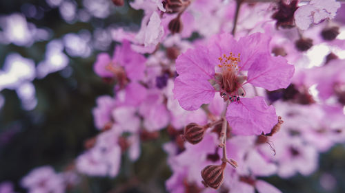 Close-up of pink cherry blossoms