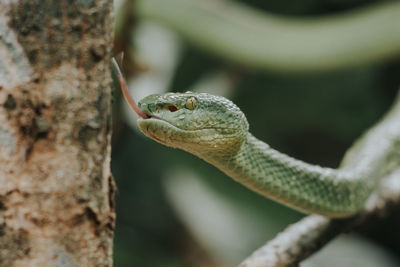 Close-up of lizard on tree trunk