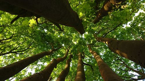 Low angle view of tree trunks in forest