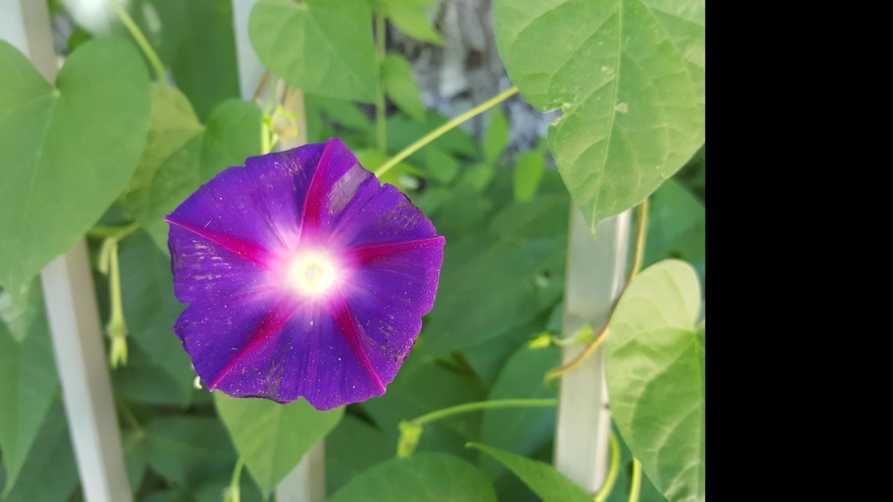 CLOSE-UP OF PURPLE FLOWER ON LEAF