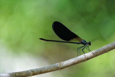 Close-up of dragonfly on leaf