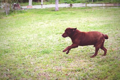 Dog on field