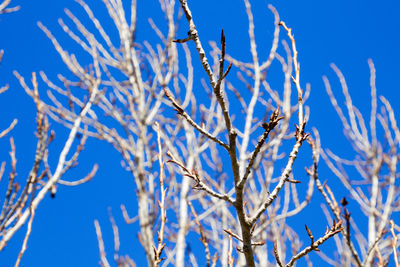 Low angle view of flower tree against blue sky