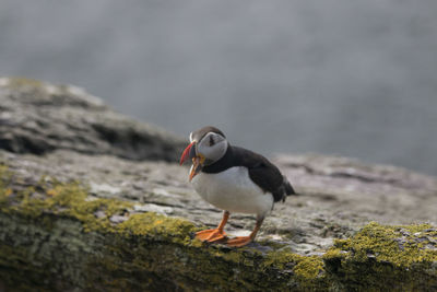 Close-up of bird perching on rock