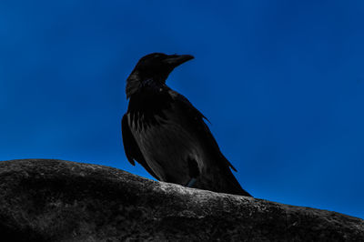 Low angle view of bird perching on rock