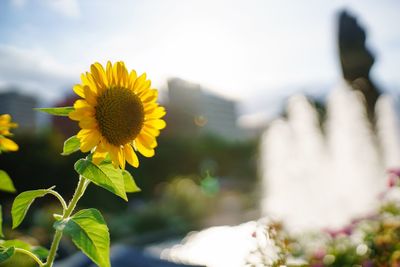 Close-up of yellow flowering plant against sky