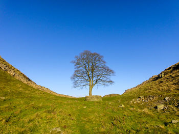 Trees on field against clear blue sky
