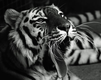 Close-up of a cat looking away