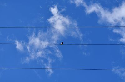 Low angle view of birds perching on cable