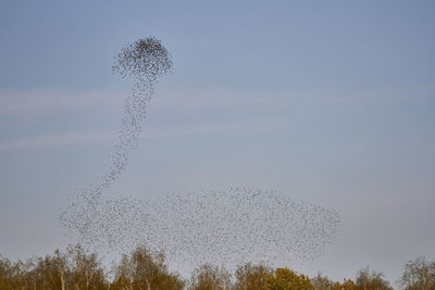 Low angle view of birds flying in sky