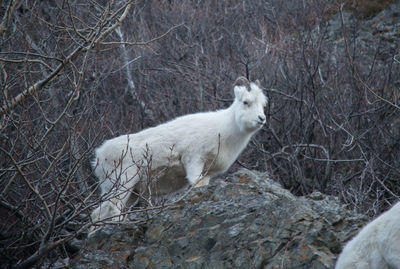 White cat in a forest