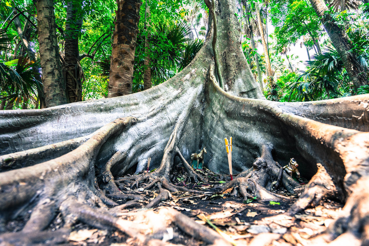 VIEW OF TREE TRUNK