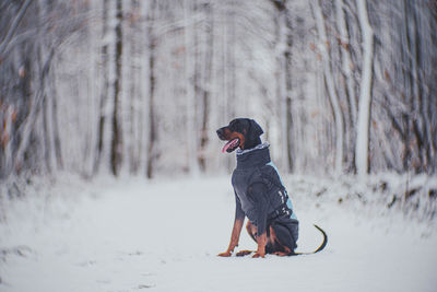 Black doberman on the snowy background christmas theme pets life 