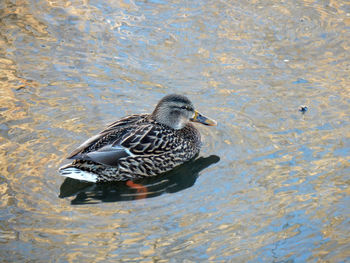 Close-up of duck swimming on lake