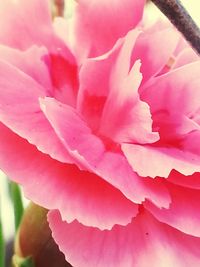 Close-up of pink flowers