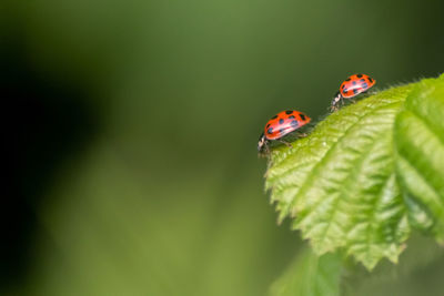Many ladybugs on green leaves show natural organic pest control as plant louse killers