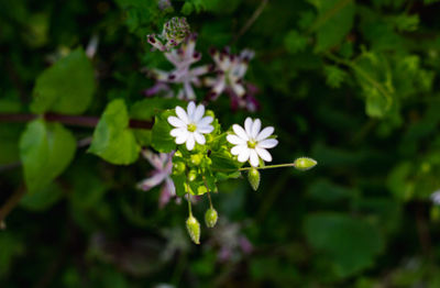 Close-up of purple flowering plant