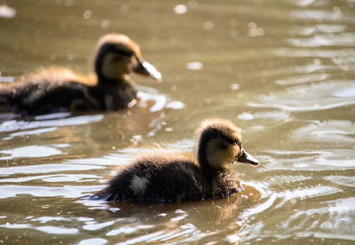 Duck swimming in lake