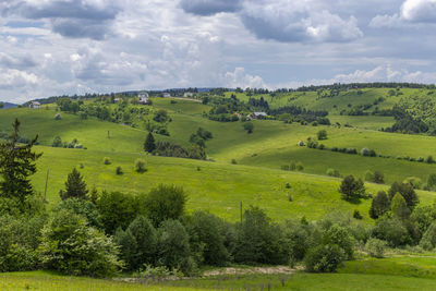 Scenic view of trees on field against sky