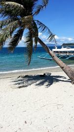 Palm trees on beach