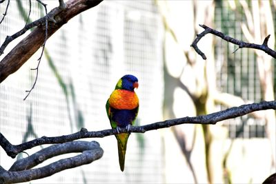 Close-up of parrot perching on branch