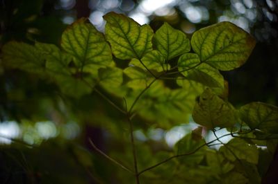 Close-up of leaves