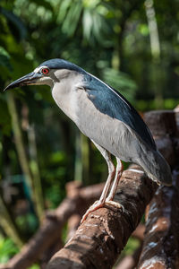 Close-up of bird perching on tree