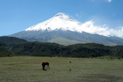 View of a horse on field against mountain