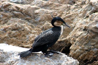 Close-up of bird perching on rock