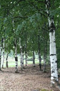 Trees in the forest