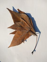 High angle view of dry leaves on white background