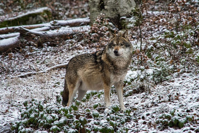 Portrait of wolf standing on land