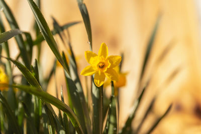 Close-up of yellow flowering plant