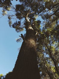 Low angle view of a tree