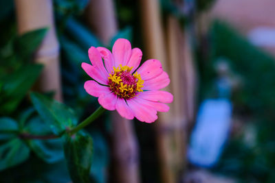 Close-up of pink flower