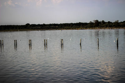 Birds in lake against sky