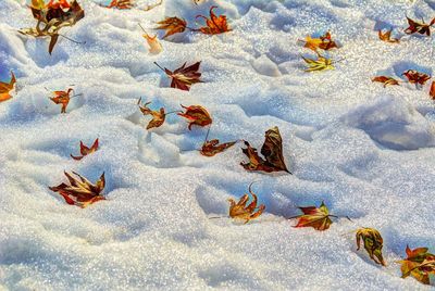 High angle view of leaves on snow covered land