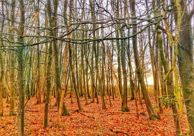 View of trees in forest